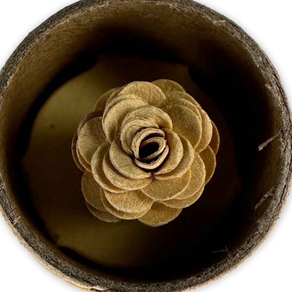 RAW PreRolled Rose Tip